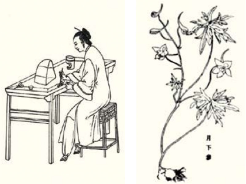 翠翘”考